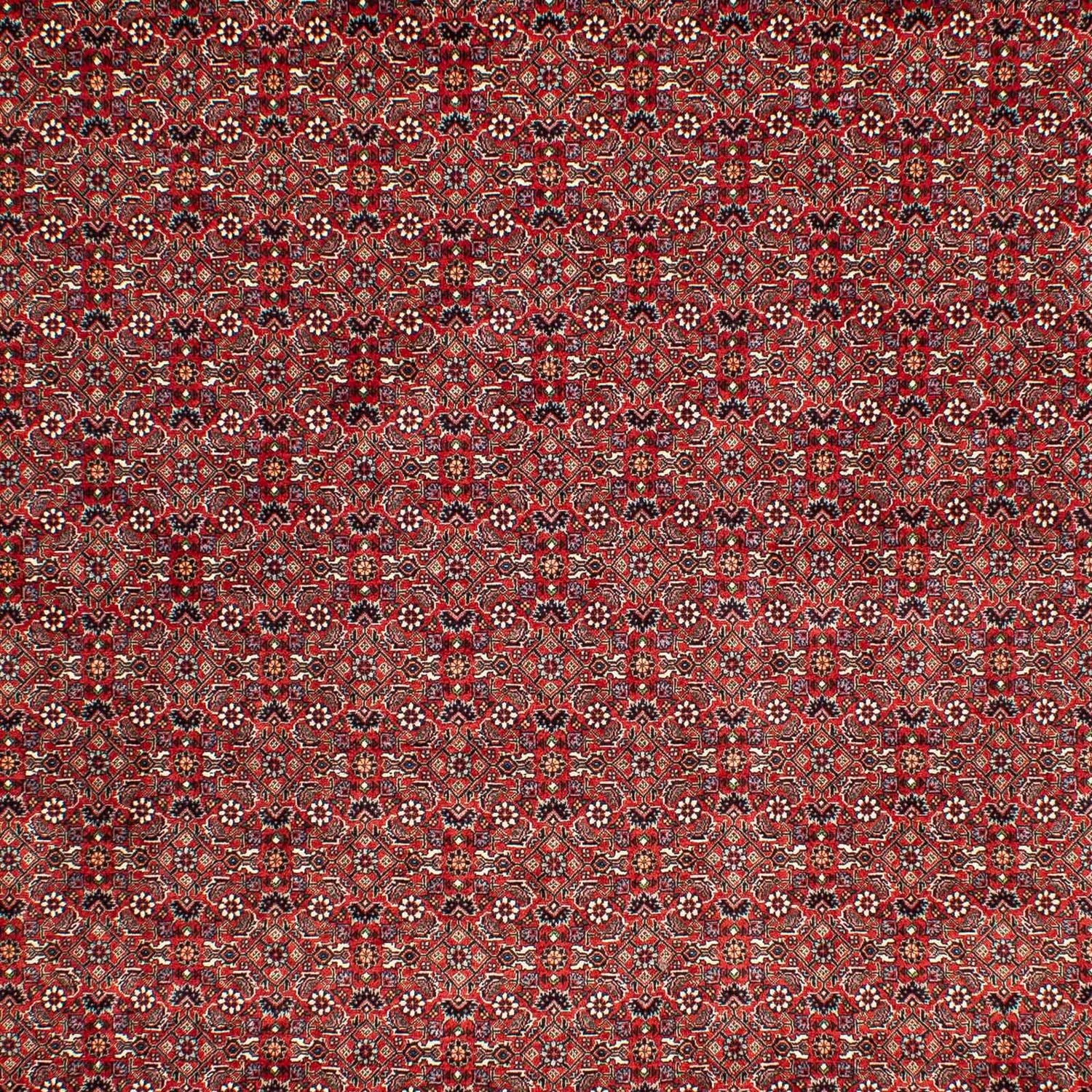 Tapis persan - Bidjar - 302 x 210 cm - rouge foncé