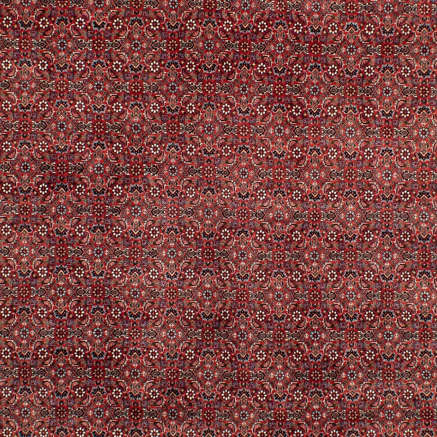 Perserteppich - Bidjar 299 x 202 cm