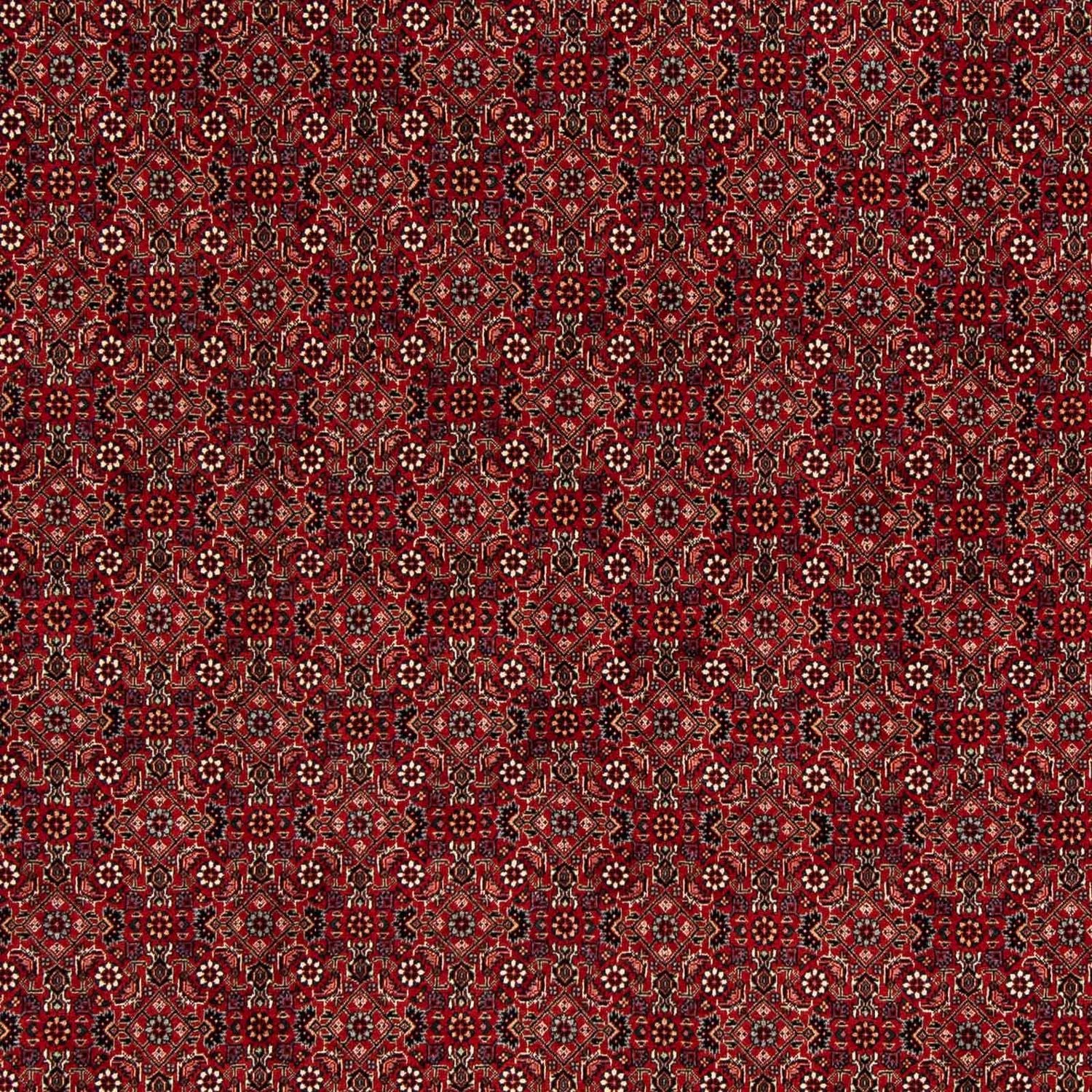 Tapis persan - Bidjar carré  - 212 x 206 cm - rouge foncé